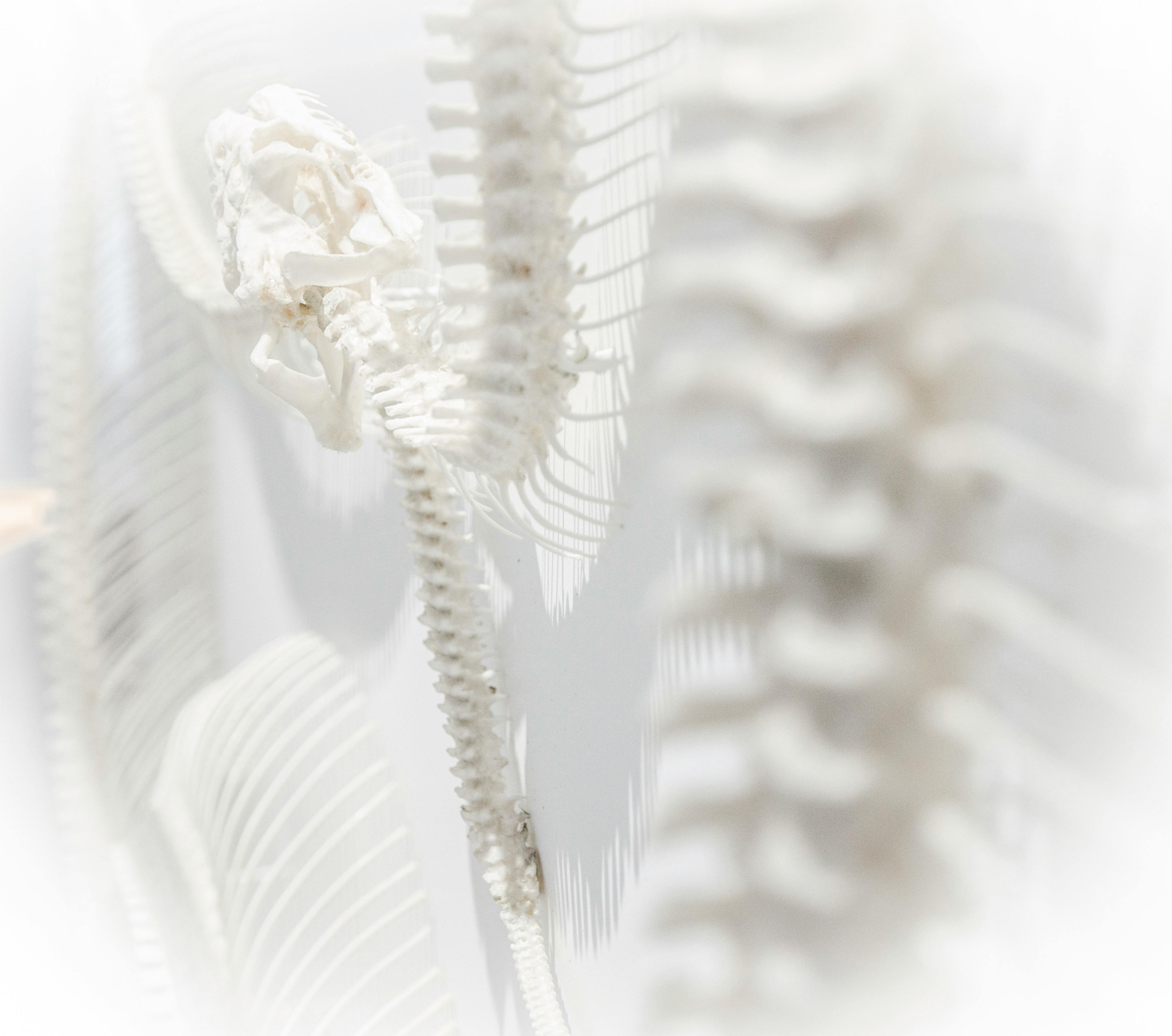 Elite Chiropractic Rehab and Wellness wellness care Walnut Creek